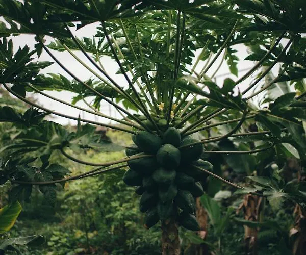 Retiro Atlântico Urzelina