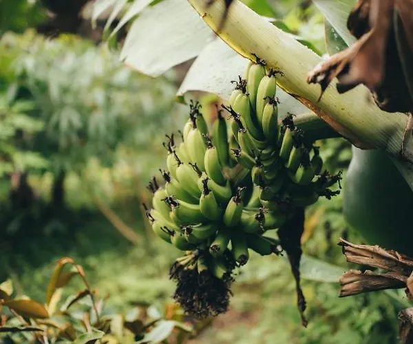 Campismo de Luxo Retiro Atlântico 3*