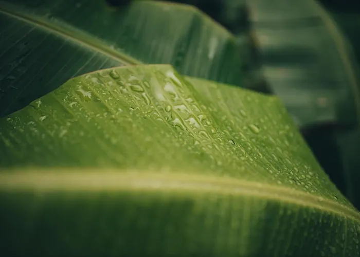 Luxury tent Retiro Atlantico 3*